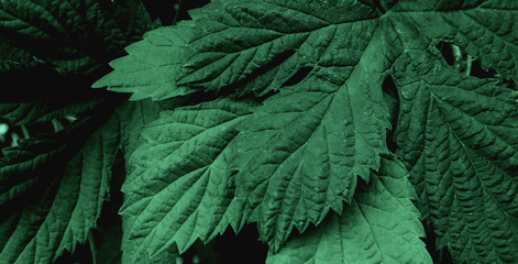 green texture garden  dark floral element        