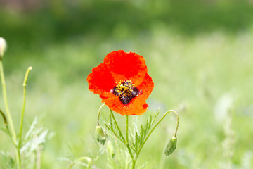 Lonely poppy on a background of green grass. A gentle background for inserting text.