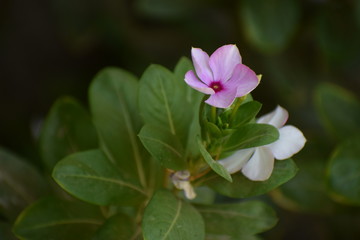 Pink vinca (catharanthus roseus) OR Periwinkle roseus flowers.Family Apocynaceae and is native to Europe, Northwest Africa and Southwest Asia
