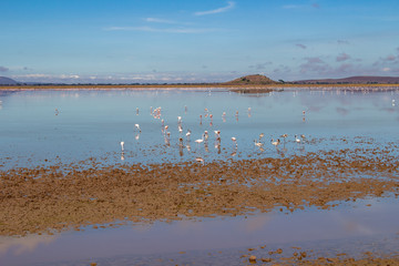 Amboseli Nationalpark, Spiegelung, Wasser, Natur, Salzsee, Kenia, Afrika, Flamingos, Kilimandscharo