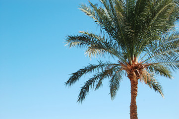 Fototapeta na wymiar palmtree egypt