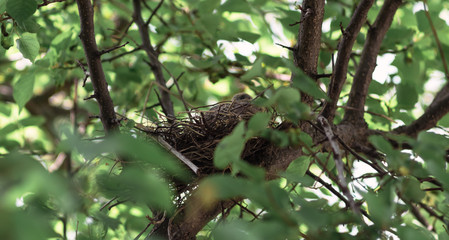 A dove in a nest with a baby bird. Dove incubates the eggs.