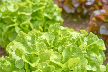 Fresh Salad: Green lettuce plants in growth at a raised bed gardening