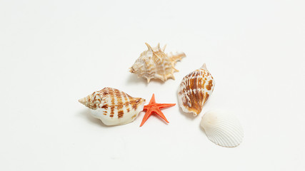 colorful sea shells randomly scattered in heap on white background. seashells, red starfish isolated flatlay with copyspace. top view on collection of mollusc shells. summer vacation at seashore