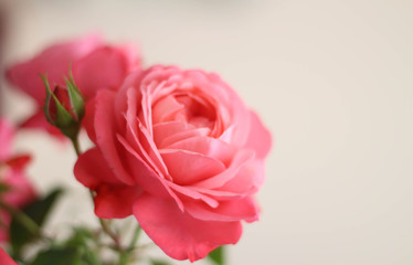 Pink Rose Flowers Blossom Beautiful.  Roses blossom in various colors like pink. Rose Gardening for rose plants and secrets to success for roses gardening. Perfect for Mother's Day, Valentine's Day.