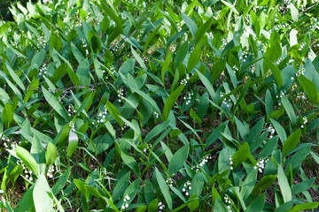 Obraz premium Lilies of the valley in their natural habitat
