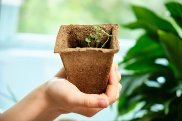 A child is holding a peat pot with a green plant., top view, space for text. Ecological concept