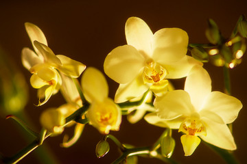 Fototapeta na wymiar Orchideenblüten im Licht