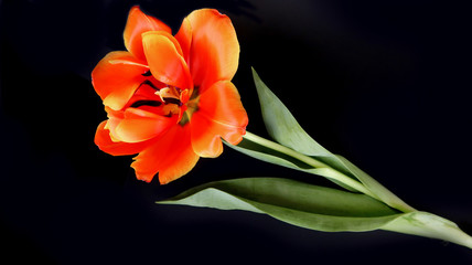 photo tulip on black background  for your design or postcard           