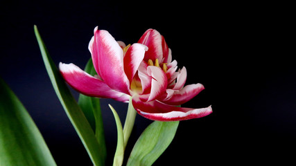 photo tulip on black background  for your design or postcard           