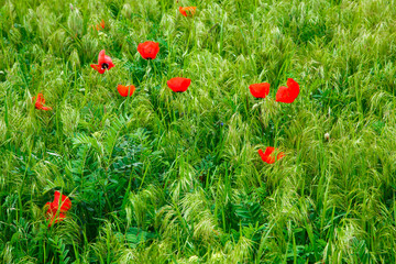 Fototapeta premium Red poppies. Grassy wild flowers growing on a background of green grass. Natural background.