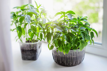 Seedlings of tomato and pepper farm vegetables in a pots are standing on the windowsill on a white background, quarantine, home gardening. Growing vegetables on the windowsill, sunshine