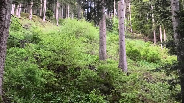 suoni colori del bosco prealpino