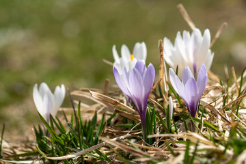 Krokusse im Frühlings-Sonnenlicht