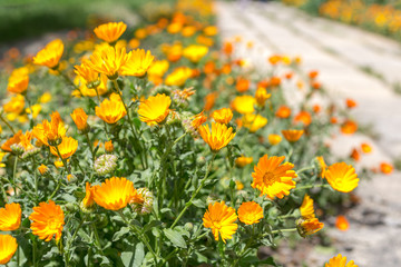 Obraz premium Field of marigold yellow flowers, crossed from a pathway.