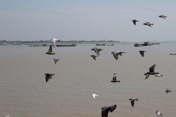 Phnom Pen, Mekong, River Fluss, Insel; halbinsel, Fähre, Ferry, boot, Kambodscha, Cambodia, Vögel 