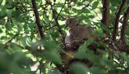 A dove in a nest with a baby bird. Dove incubates the eggs.