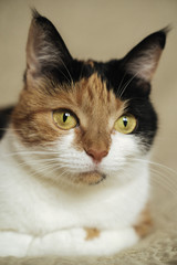 Tricolor cat, pet. Close up