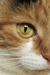 Tricolor cat, pet. Close-up of the eye
