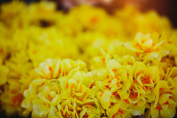 Close up bunch of yellow daffodils