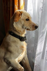 A red and beige dog with a collar stands on the windowsill and looks out the window looking for its owner. A dog with sad eyes is waiting for its owner at a large window