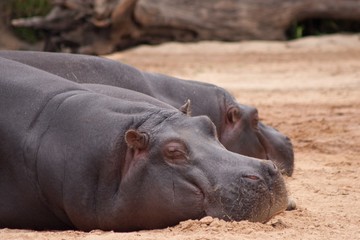 Hippopotamus Relaxing On Ground