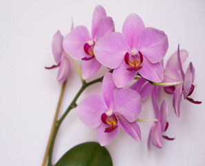 Obraz premium Beautiful orchid on a white background. Home orchid