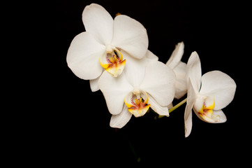 Naklejka na ściany i meble Beautiful orchid on a black background. Home orchid
