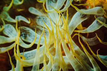 tentacles of Sea anemone © Pinosub
