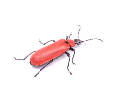 red insect with black mustache on a white background
