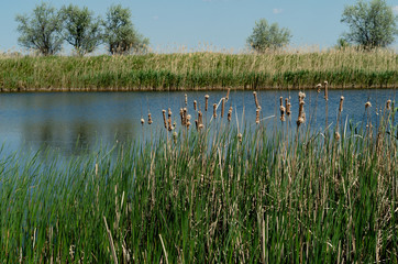 Spring landscape with a river and reeds
