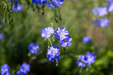 Blue flowers of Linum perenne or lint on green nature background