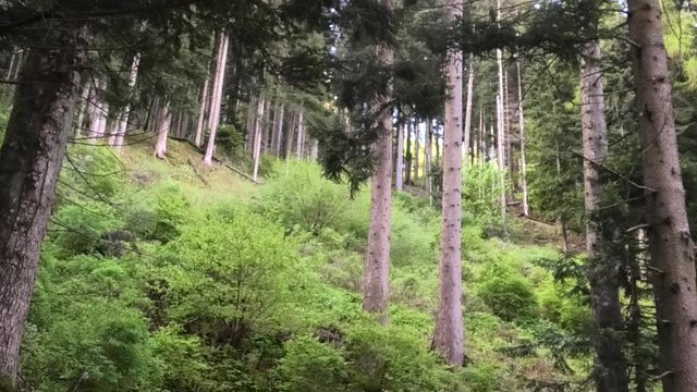suoni colori del bosco prealpino