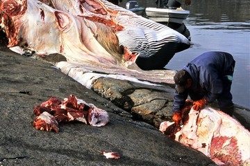 Zerlegen eines erlegten Wales - Grönland - Das Fleisch eines Wales kann die Bevölkerung eines...