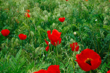 Red poppies. Wild flowers on a background of green grass. Summer natural background.
