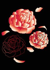 drei üppige Rosen Blüten in rötlichen Farben