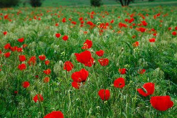 Red poppies. Grassy wild flowers growing on a background of green grass. Natural background.