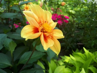 seitenprofil der Blüte