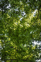 Background of green leaves in a sunny day