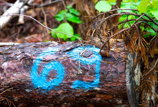 Sculure di gnomi nel bosco