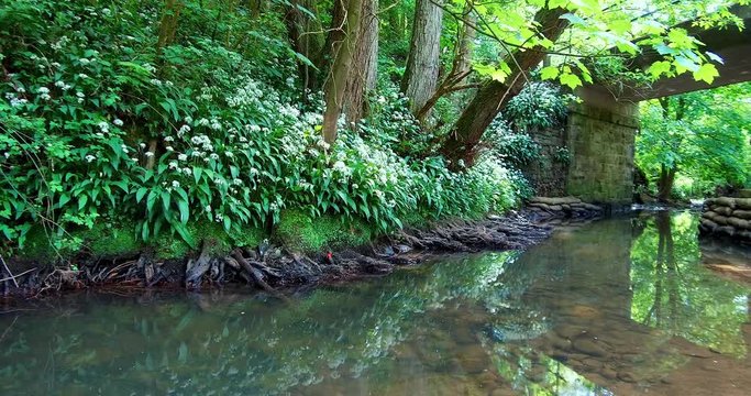 The camera pans right as showing wild garlic on the banks over the gently flowing stream in Borsdane Woods Local Nature Reserve in Hindley, Wigan, UK