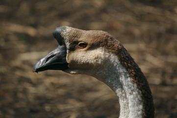 goose