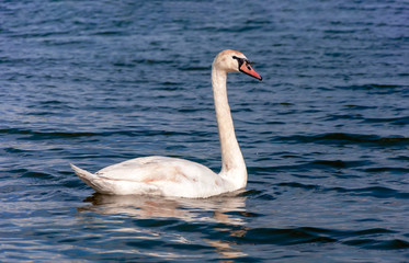 Beautiful mute swan cygnus olor swimming on lake