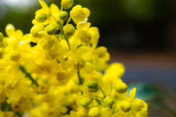 field, yellow flowers close-up