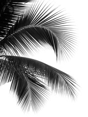 silhouette black coconut leaf on white background - 349500363