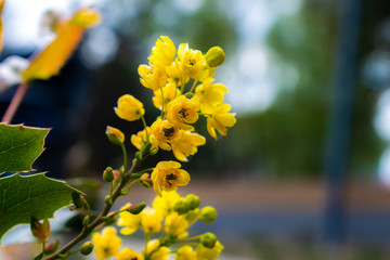 field, yellow flowers close-up