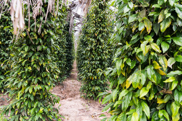 Kampot pepper grown and produced in Kampot Province, and Kep Province, Cambodia