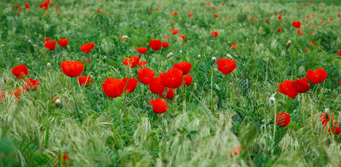 Fototapeta premium Red poppies. Grassy wild flowers growing on a background of green grass. Natural background.