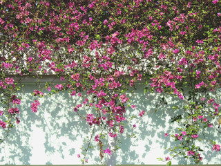 pink Bougainvillea ( Bougainvillea hybrid ) on the wall in garden, Fuengfah flower