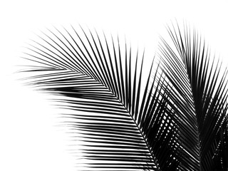 beautiful palm leaf silhouette on white background